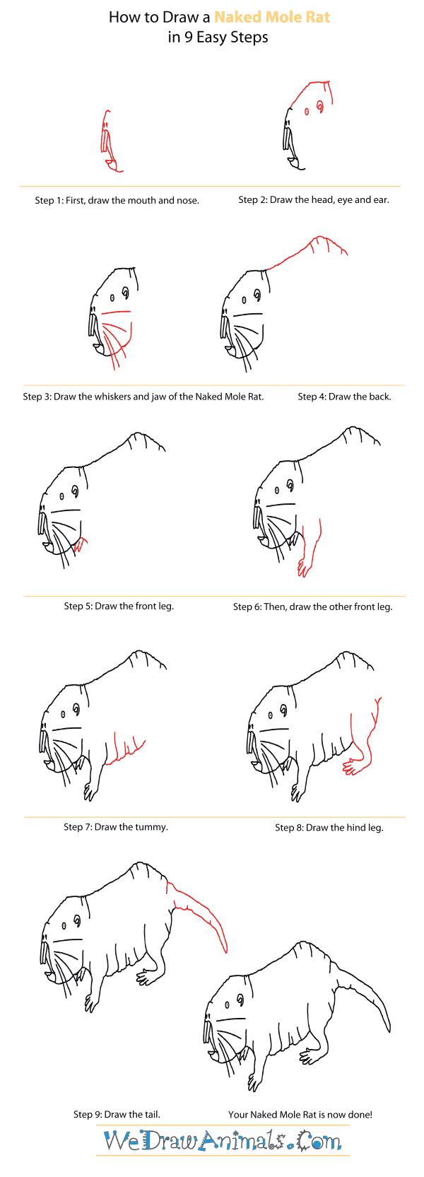 How to Draw a Naked Mole Rat - Step-By-Step Tutorial