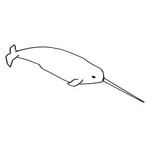 How To Draw a Narwhal - Step-By-Step Tutorial