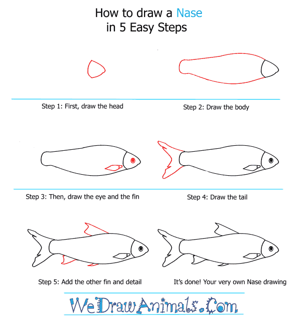 How to Draw a Nase - Step-by-Step Tutorial