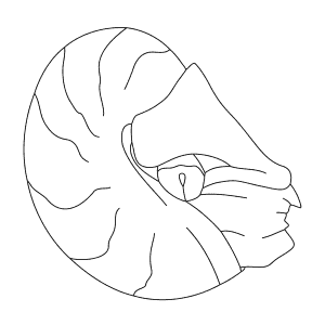 How To Draw a Nautilus - Step-By-Step Tutorial