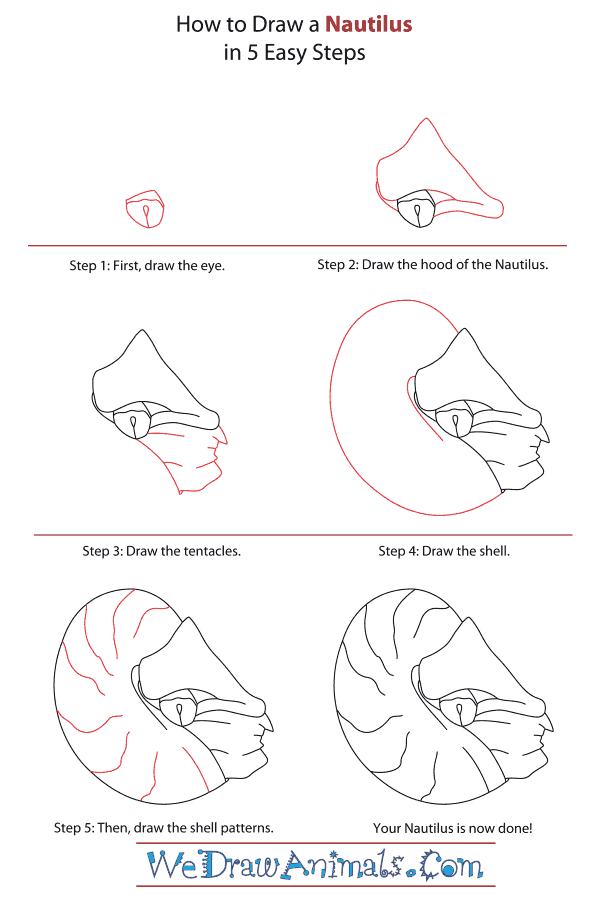 How to Draw a Nautilus - Step-By-Step Tutorial