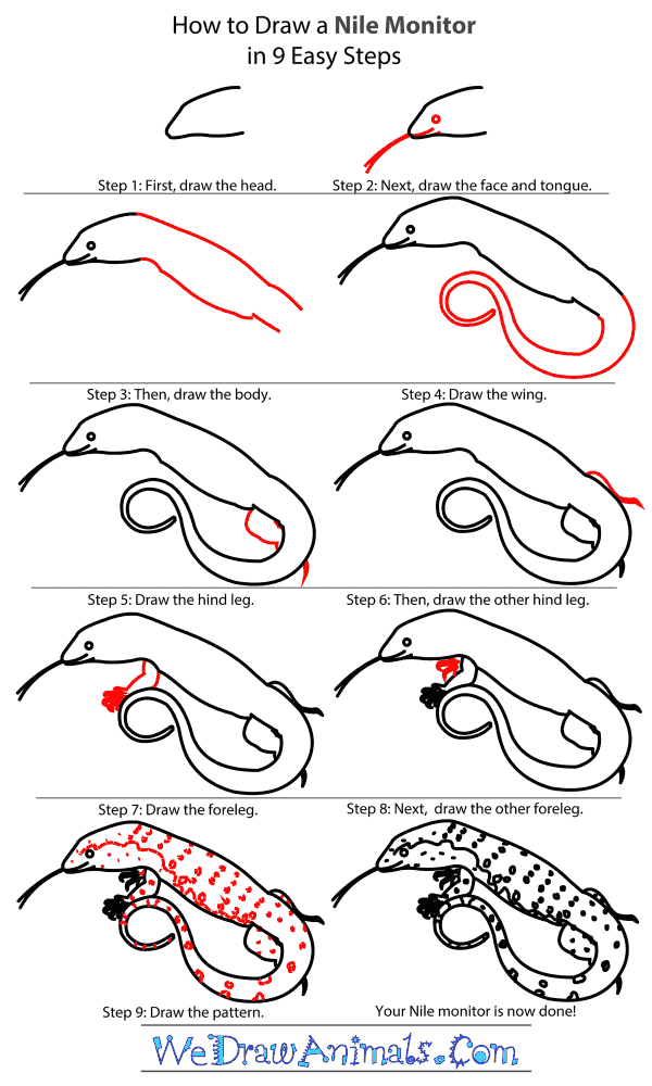 How to Draw a Nile Monitor - Step-by-Step Tutorial