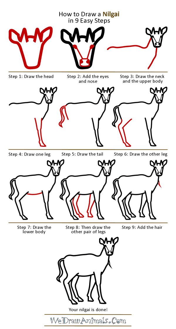 How to Draw a Nilgai - Step-by-Step Tutorial