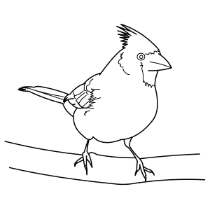 How To Draw a Northern Cardinal - Step-By-Step Tutorial