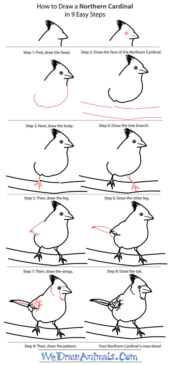 How to Draw a Northern Cardinal - Step-by-Step Tutorial