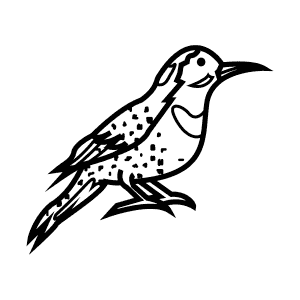 How To Draw a Northern Flicker - Step-By-Step Tutorial