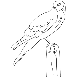 How To Draw a Northern Harrier - Step-By-Step Tutorial