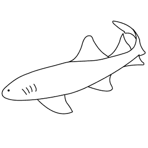 How To Draw a Nurse Shark - Step-By-Step Tutorial