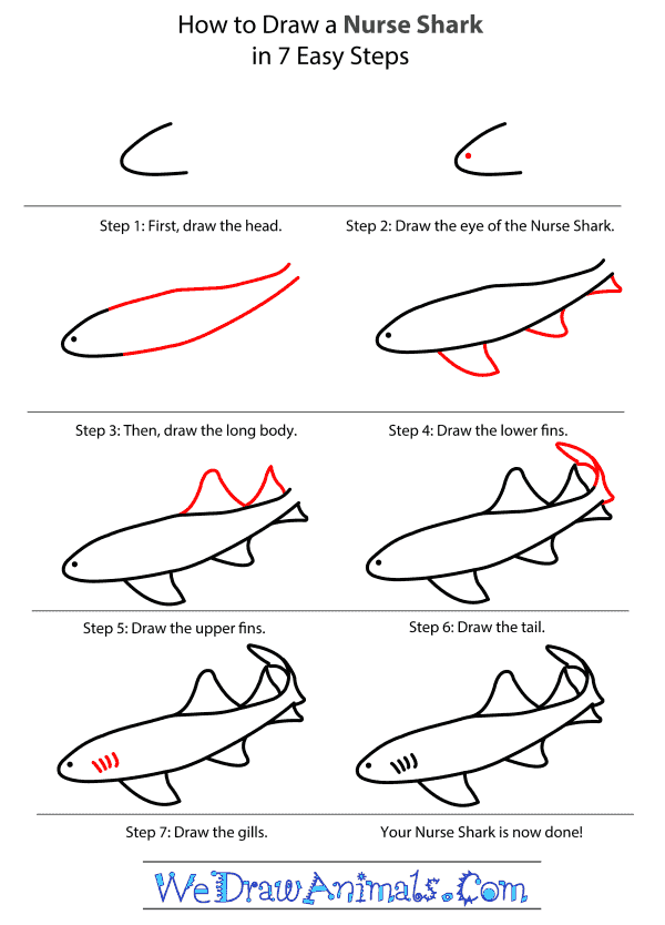 How to Draw a Nurse Shark - Step-By-Step Tutorial