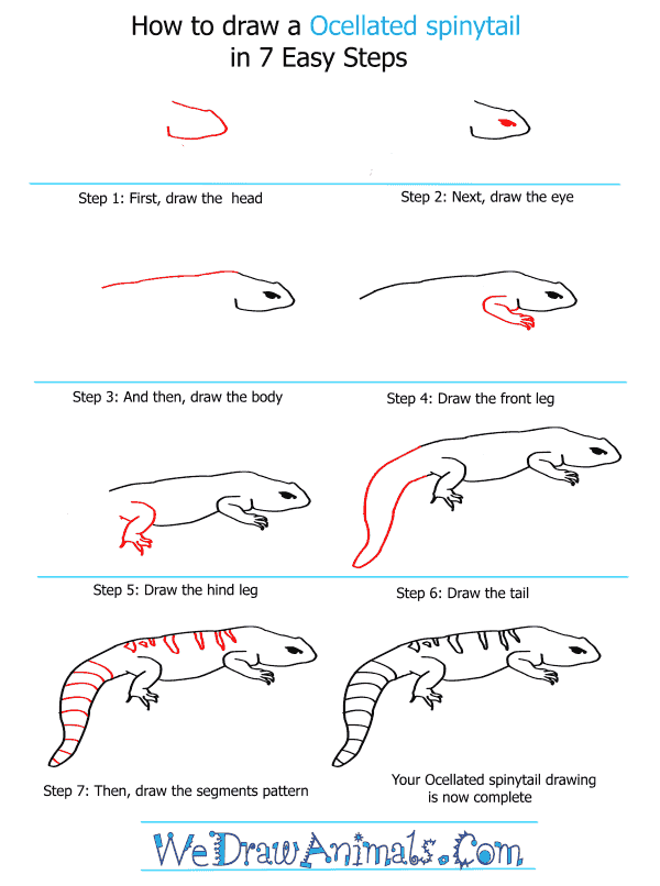 How to Draw an Ocellated Spinytail - Step-By-Step Tutorial