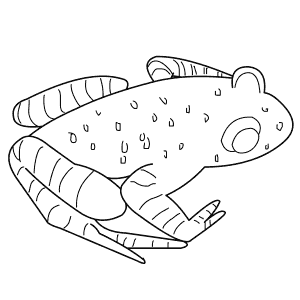 How To Draw an Omei Toothed Toad - Step-By-Step Tutorial