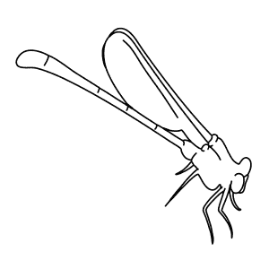 How To Draw an Orangeblack Hawaiian Damselfly - Step-By-Step Tutorial