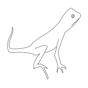 How To Draw an Otocryptis - Step-By-Step Tutorial