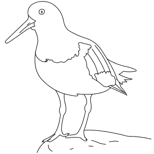 How To Draw a Oystercatcher - Step-By-Step Tutorial