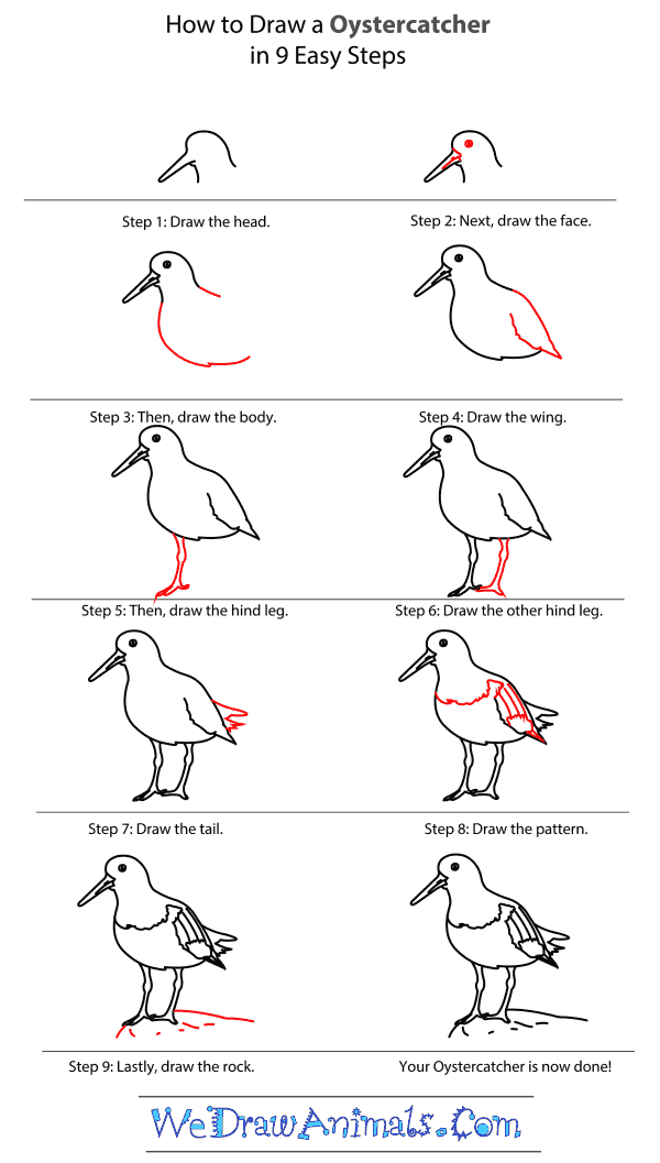 How to Draw an Oystercatcher - Step-by-Step Tutorial