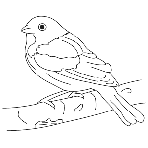 How To Draw a Painted Bunting - Step-By-Step Tutorial