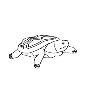 How To Draw a Pancake Tortoise - Step-By-Step Tutorial