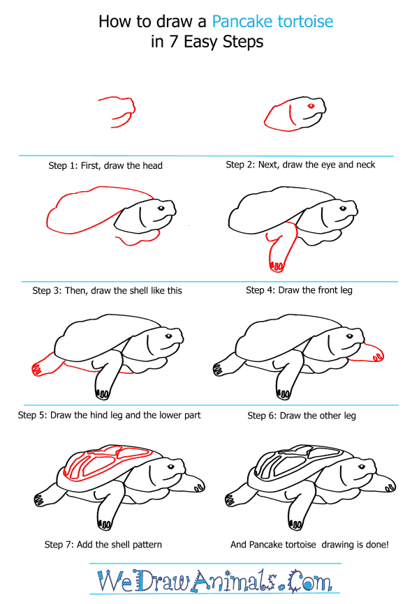 How to Draw a Pancake Tortoise - Step-By-Step Tutorial