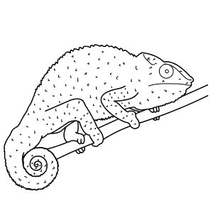 How To Draw a Panther Chameleon - Step-By-Step Tutorial