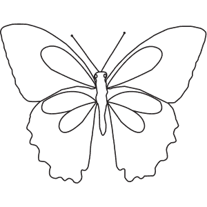 How To Draw a Papilio - Step-By-Step Tutorial