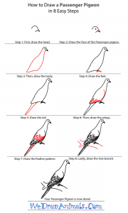 How to Draw a Passenger Pigeon