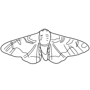 How To Draw a Peppered Moth - Step-By-Step Tutorial