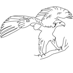 How To Draw a Philippine Eagle - Step-By-Step Tutorial