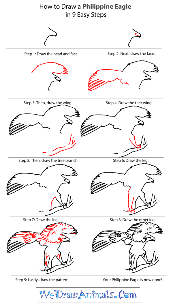 How to Draw a Philippine Eagle - Step-by-Step Tutorial