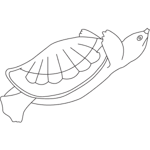 How To Draw a Pig-Nosed Turtle - Step-By-Step Tutorial