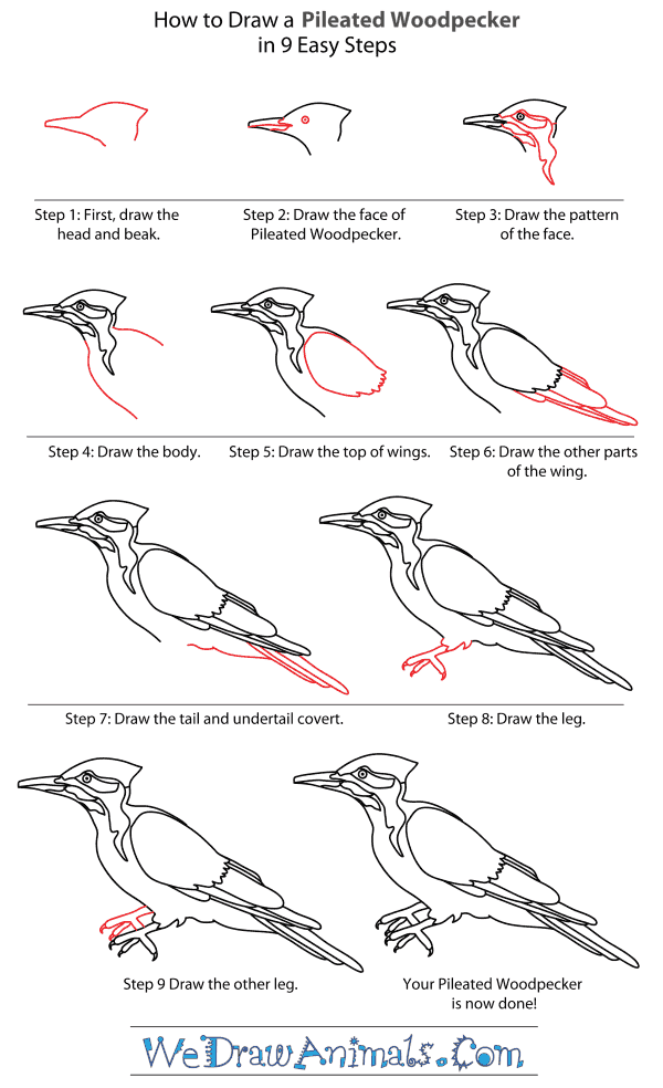 How to Draw a Pileated Woodpecker - Step-By-Step Tutorial