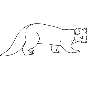 How To Draw a Pine Marten - Step-By-Step Tutorial