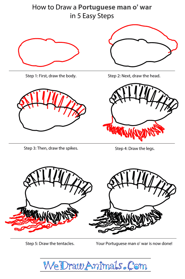 How to Draw a Portuguese Man O' War - Step-by-Step Tutorial