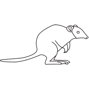 How To Draw a Potoroo - Step-By-Step Tutorial