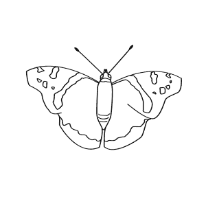 How To Draw a Red Admiral - Step-By-Step Tutorial