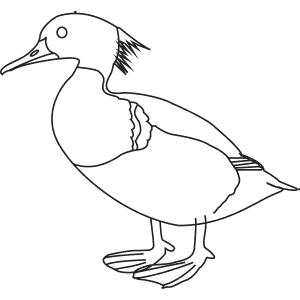 How To Draw a Red-Breasted Merganser - Step-By-Step Tutorial