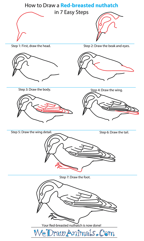 How to Draw a Red-Breasted Nuthatch - Step-by-Step Tutorial