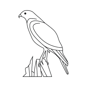 How To Draw a Red-Shouldered Hawk - Step-By-Step Tutorial