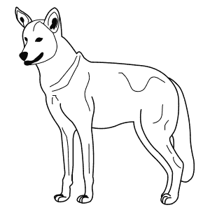 How To Draw a Red Wolf - Step-By-Step Tutorial