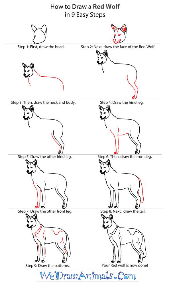 How to Draw a Red Wolf - Step-By-Step Tutorial