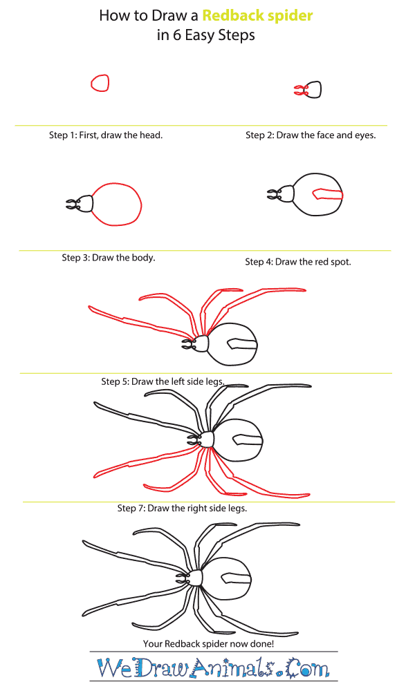How to Draw a Redback Spider - Step-By-Step Tutorial