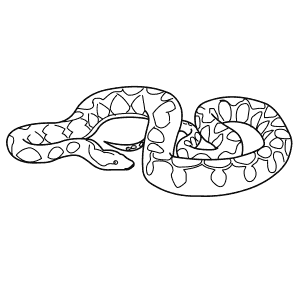 How To Draw a Reticulated Python - Step-By-Step Tutorial