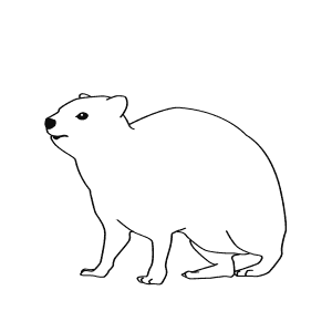 How To Draw a Rock Hyrax - Step-By-Step Tutorial