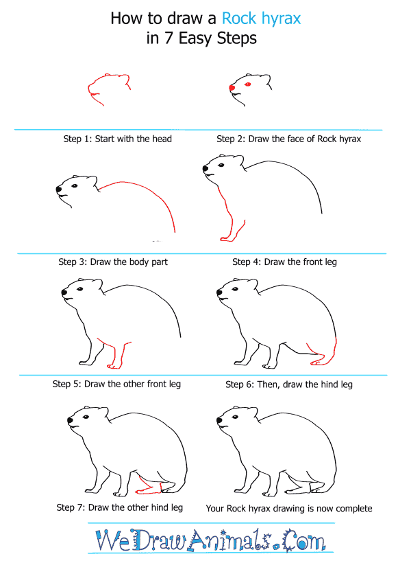 How to Draw a Rock Hyrax - Step-by-Step Tutorial