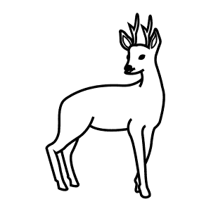 How To Draw a Roe Deer - Step-By-Step Tutorial