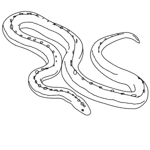 How To Draw a Rosy Boa - Step-By-Step Tutorial