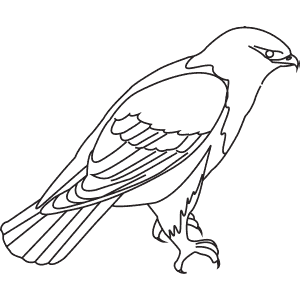 How To Draw a Rough-Legged Hawk - Step-By-Step Tutorial