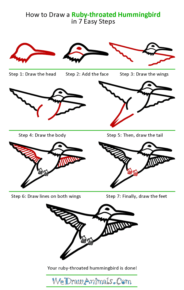 How to Draw a Ruby-Throated Hummingbird - Step-by-Step Tutorial
