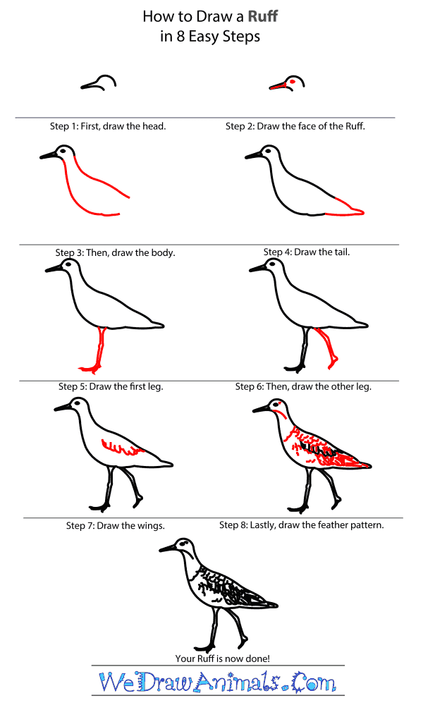 How to Draw a Ruff - Step-By-Step Tutorial