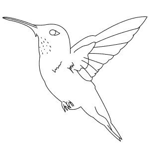How To Draw a Rufous Hummingbird - Step-By-Step Tutorial