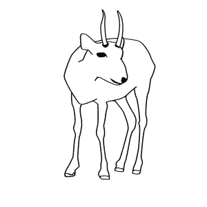 How To Draw a Saiga Antelope - Step-By-Step Tutorial